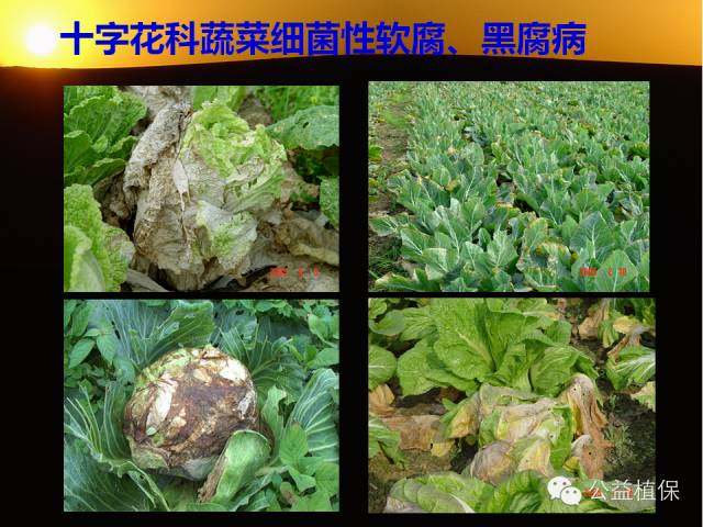 大棚蔬菜病害鉴定图册