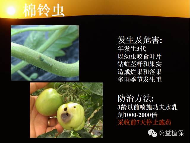 大棚蔬菜病害鉴定图册