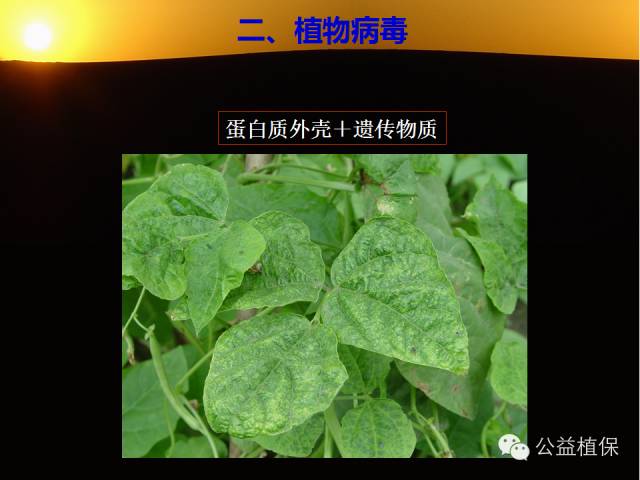 大棚蔬菜病害鉴定图册