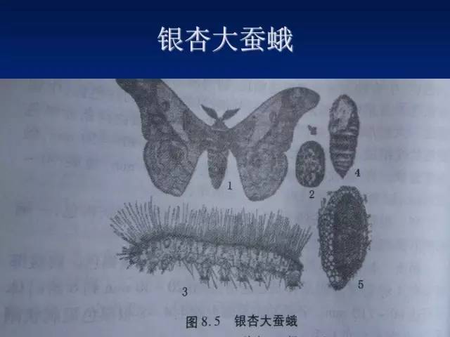 核桃主要病虫害防治技术