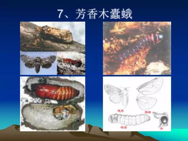 核桃主要病虫害防治技术