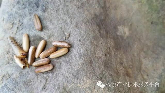 云斑天牛发生规律及防治措施