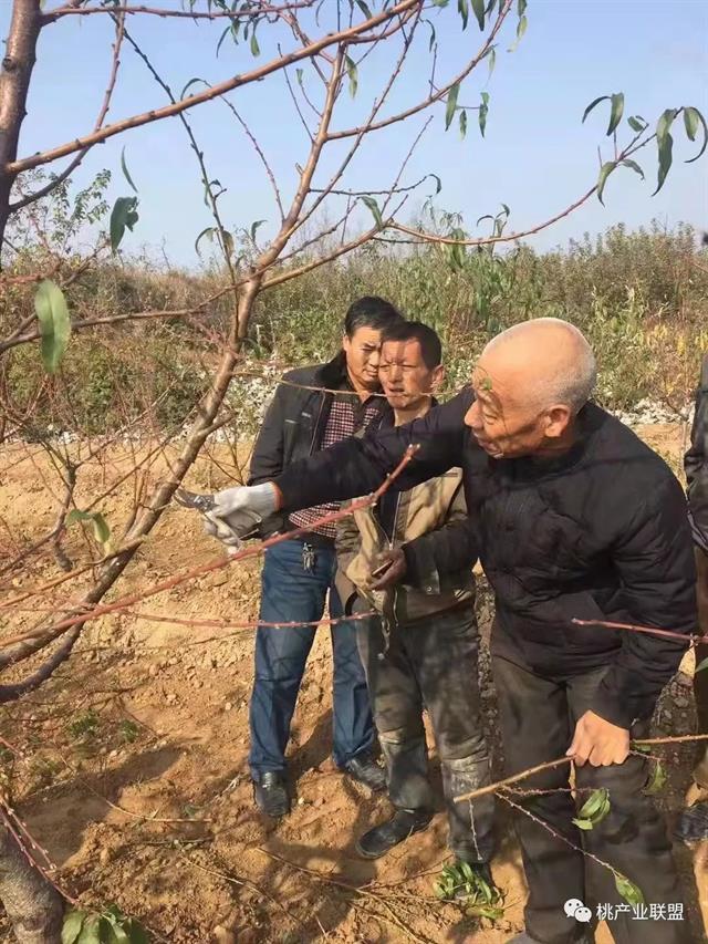 桃树整形修剪的十八种方法