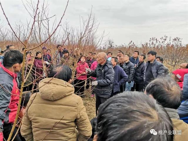 桃树整形修剪的十八种方法