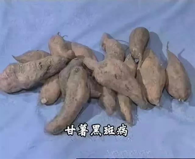 红薯病虫害资料