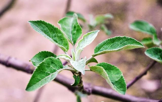 树体营养水平高低判断法