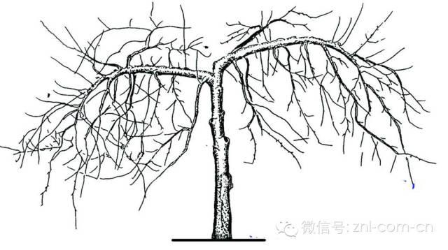 树体营养水平高低判断法