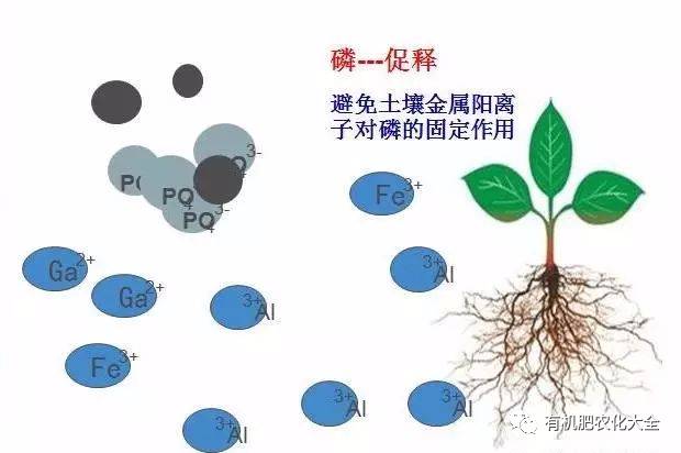 黄腐酸的作用